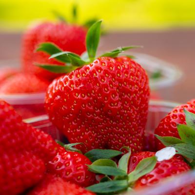 Fragaria 'Sonata'  6-pack