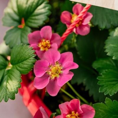 Fragaria Hangpot met aardbei 'Toscane'  HP 25 cm