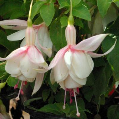 Fuchsia 'Annabel'