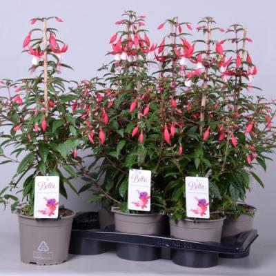 Fuchsia 'Bella Fuchsia Evita' piramide