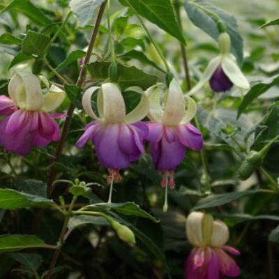 Fuchsia 'Blue Sarah'