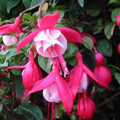 Fuchsia 'Connie'