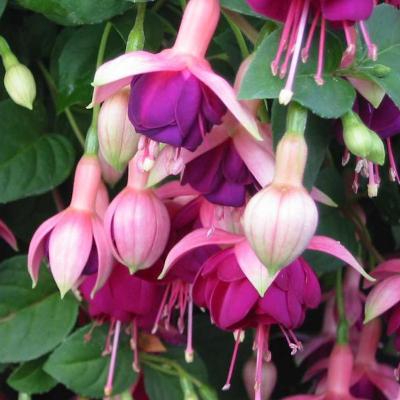 Fuchsia 'Constance'