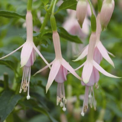 Fuchsia 'Hawkshead' 