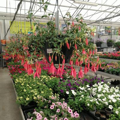 Fuchsia in soorten in grote hangpot 27 cm