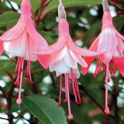 Fuchsia 'Lady Thumb' Winterhard