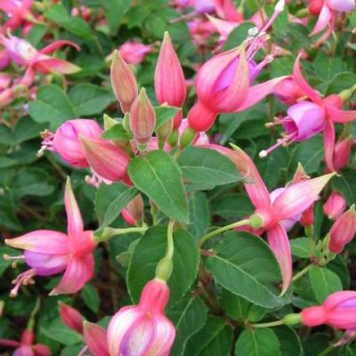 Fuchsia 'Margret'