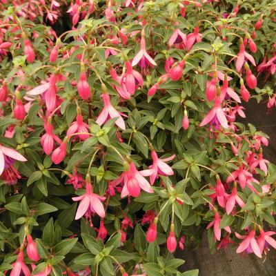 Fuchsia Tom Thumb 
