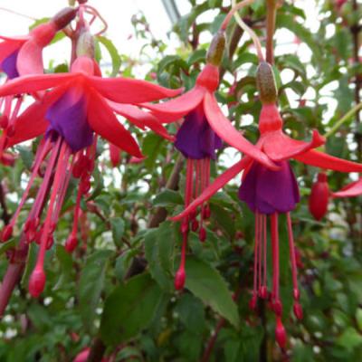 Fuchsia 'Riccartonii'