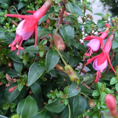 Fuchsia Son of Thumb 