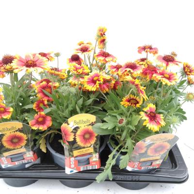 Gaillardia aristata 'Arizona Sun'