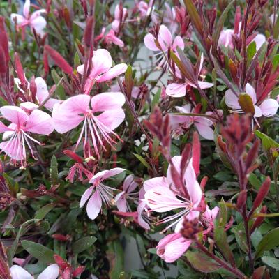 Gaura lin. 'Gaudi® White'