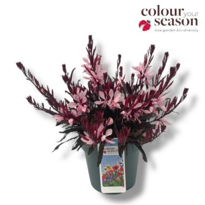 Gaura lind.'Gaudi Rose' - Color your Garden