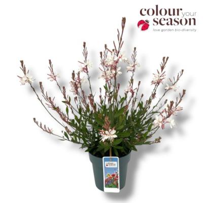 Gaura lind.'Gaudi White' - Color your Garden