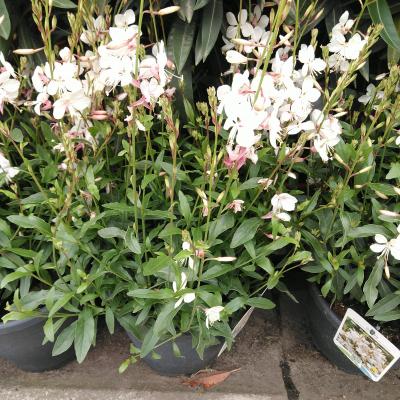 Gaura lin. 'Gaudi® White'