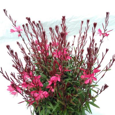 Gaura lindheimeri roze - rose