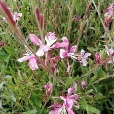 Gaura lind. 'Siskiyon Pink'