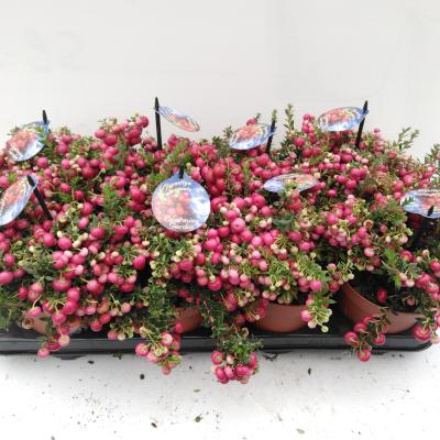 Gaultheria RED Berry rood - rouge