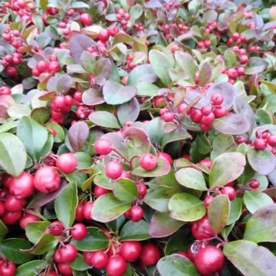 Gaultheria pro. 'Big Berry'