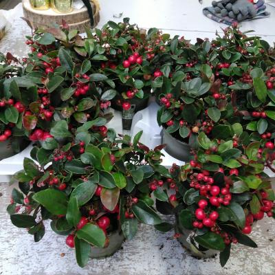 Gaultheria Big Berry