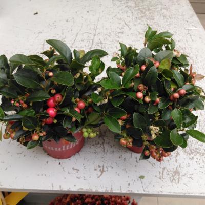 Gaultheria procumbens met rode bes