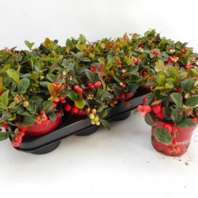 Gaultheria procumbens
