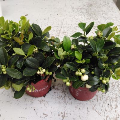 Gaultheria procumbens met witte bes