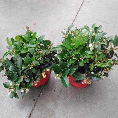 Gaultheria procumbens 'Very Berry'