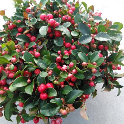 Gaultheria pro. 'Winterpearls Red'