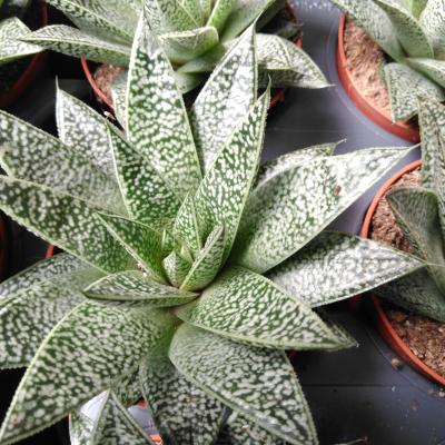 Gasteria 'D. Nella'