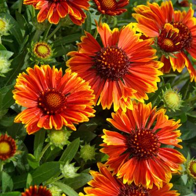 Gaillardia  'Spintop Yellow Touch' ®