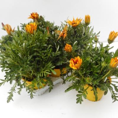 GAZANIA P14