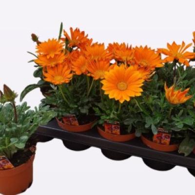 Gazania 'New Day Orange'