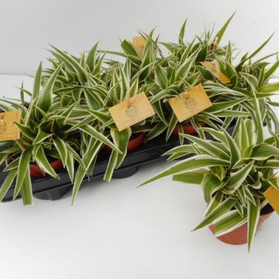 Chlorophytum com. 'Ocean' .