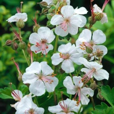 Geranium cant. 'Biokovo'