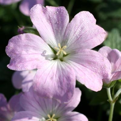 Geranium 'Dreamland' ®