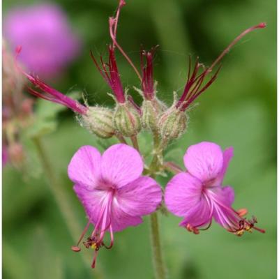 Geranium macrorrhizum