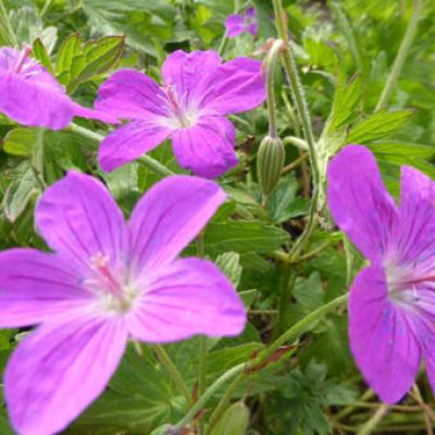 Geranium palustris