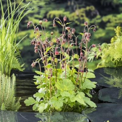 Geum rivale