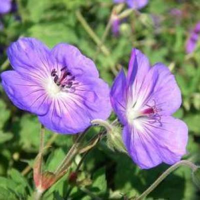 Geranium 'Rozanne' ® 