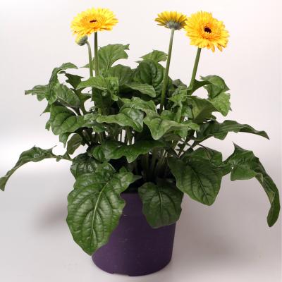 Gerbera patio in kleuren