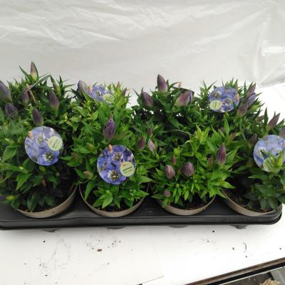 Gentiana scabra 'R Diam Blue Heart'