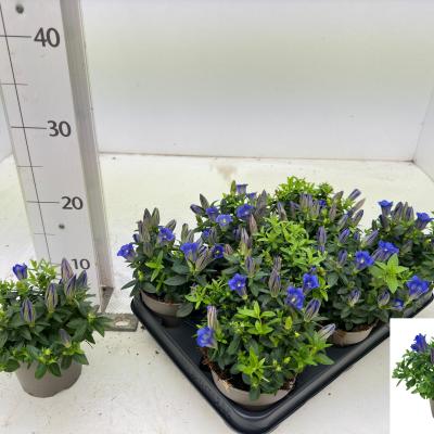Gentiana scabra 'Easy Blue'