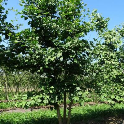 Ginkgo biloba  