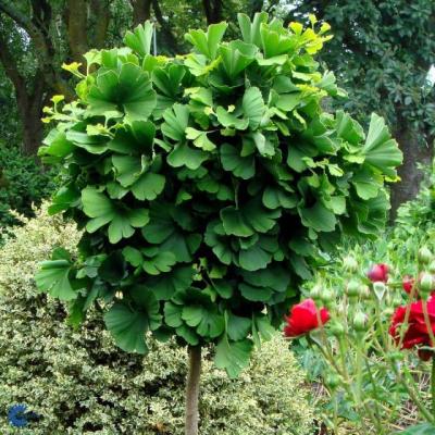 Ginkgo biloba 'Mariken'  