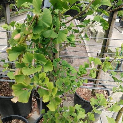 Ginkgo biloba 'Menhir' - zuilvormig
