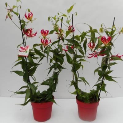 Gloriosa rothschildiana rood - rouge