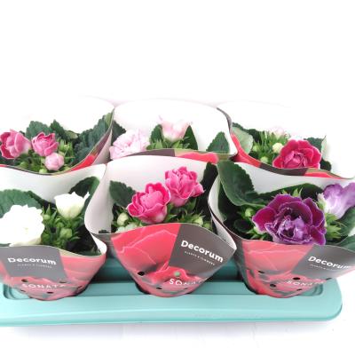 Gloxinia Sonata Mix