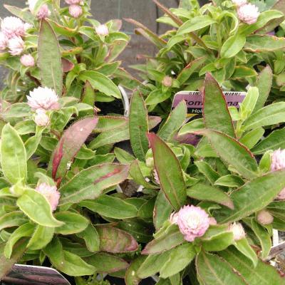 Gomphrena 'Holly Pink'