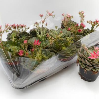 Graptopetalum bellum